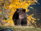 Grizzly Cub of the Year