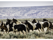 The McCullough Peaks Wild Horse Herd Management Area