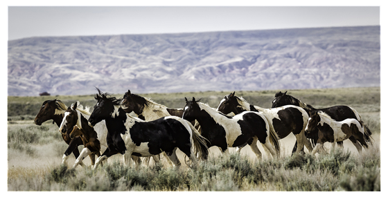 The McCullough Peaks Wild Horse Herd Management Area