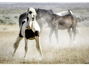 The McCullough Peaks Wild Horse Herd Management Area