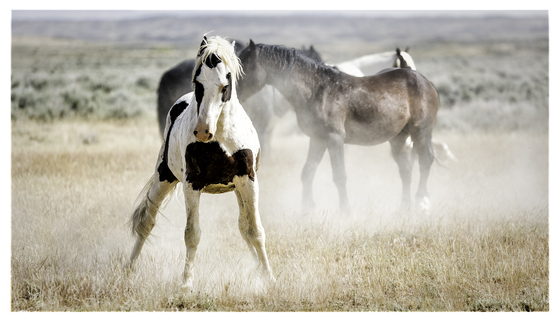 The McCullough Peaks Wild Horse Herd Management Area