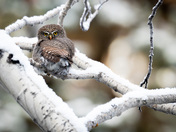 Pygmy Owl on a Wintery Day