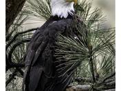 Hells Canyon National Recreation Area