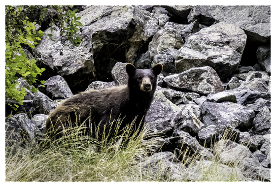 Hells Canyon National Recreation Area