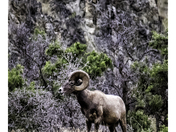 Hells Canyon National Recreation Area