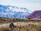 Red Cliffs National Conservation Area