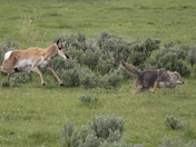 Yellowstone National Park