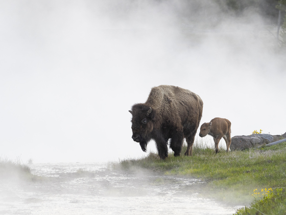 Yellowstone National Park