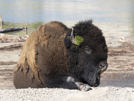 Yellowstone National Park