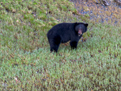 Anyox British Columbia - Canada's Largest Abandoned Ghost Town