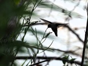 Hummingbird