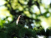 Song Sparrow