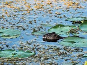 Wary Muskrat