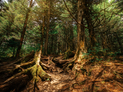 Great Smoky Mountain National Park