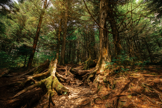 Great Smoky Mountain National Park