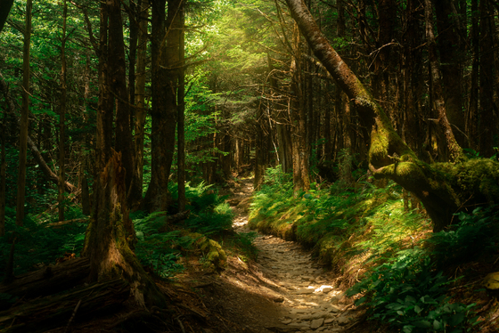 Great Smoky Mountains National Park