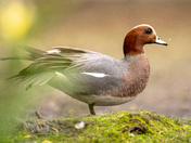 Eurasian Wigeon