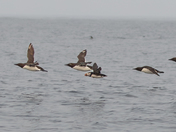 Atlantic Puffin & Common Murre