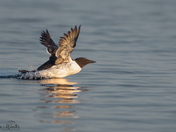 Common Murre