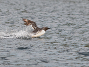 Common Murre