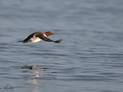 Common Murre