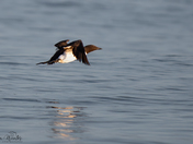 Common Murre