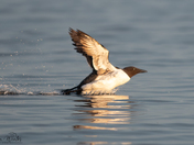 Common Murre