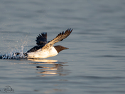 Common Murre