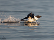 Common Murre