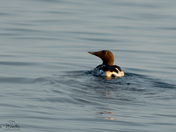 Common Murre