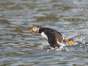 Atlantic Puffin