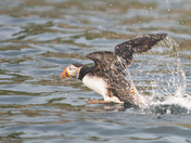 Atlantic Puffin