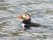 Atlantic Puffin