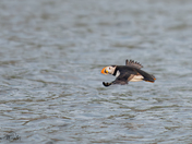 Atlantic Puffin
