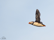 Atlantic Puffin