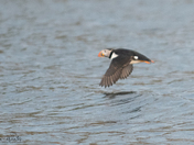 Atlantic Puffin