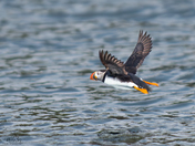 Atlantic Puffin