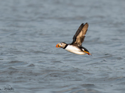 Atlantic Puffin