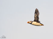 Atlantic Puffin