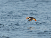 Atlantic Puffin
