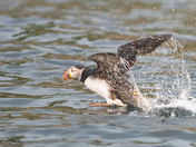 Atlantic Puffin
