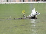 Glacier National Park