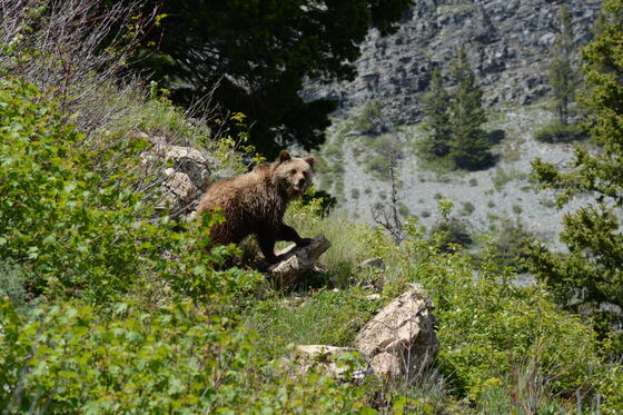 Glacier National Park 