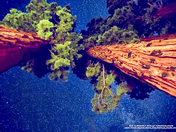 Sequoia National Park