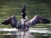 Loon - Wing Stretch & Shake