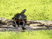 Map Turtle