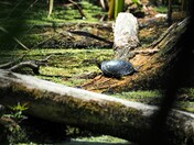 Map Turtle