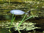 Map Turtle