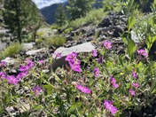 Yellowstone National Park