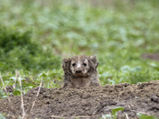 Peekaboo 